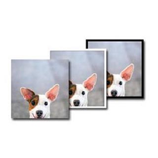 Prints: A photo of a dog shown as a frameless print, a white-bordered print, and a black-bordered print.
