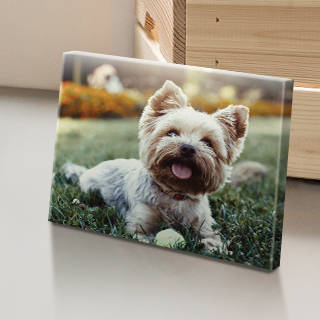 Custom Pet Photo Gifts: A small personalized canvas print featuring a portrait of a Yorkshire Terrier.