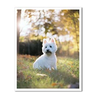 Board Prints: A vertical board print featuring a photo of a white terrier sitting in an autumn field.