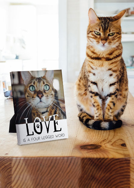 Desk Canvas: A desktop canvas with a photo of a cat and the phrase Love is a four legged word.
