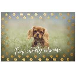Same Day Magnet 4x6 with Golden Paw Prints design